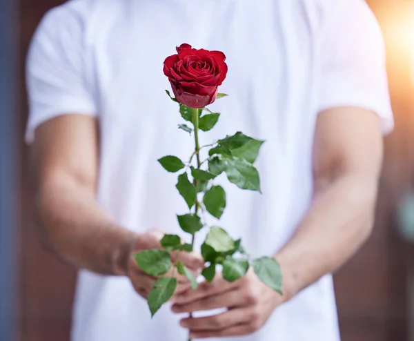 Love, gift and hands of man with rose for date, romance and hope for valentines day confession. Romantic flower, giving and person holding floral promise, standing outside for proposal or engagement