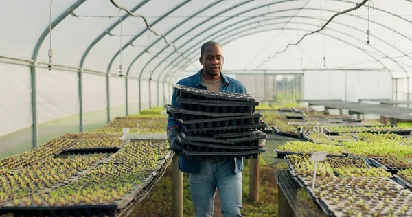 Farm, agriculture or sustainability with a black man in a greenhouse to plant crops for growth in season. Nature, spring and ecology with a farmer walking on an eco friendly plantation for farming.