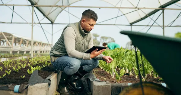 Tableta Investigación Hombre Invernadero Agrícola Para Crecimiento Sostenibilidad Agricultura Plantas —  Fotos de Stock