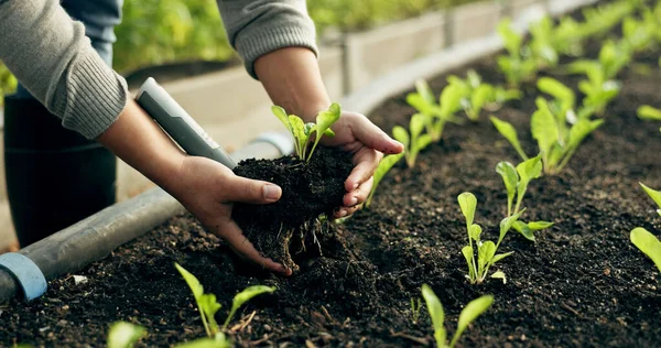 Farmer hands, plants and agriculture or fertilizer for sustainability, eco friendly farming and vegetables. Person with sprout, soil and green leaves growth, gardening or development in agro business.