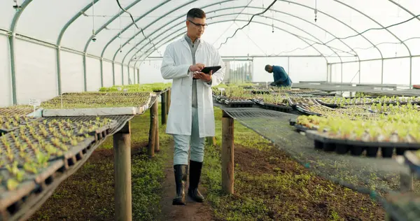 Scientist, tablet and greenhouse inspection of plants, agriculture safety and quality assurance for food health. Science, man or farmer with farming food, gardening or vegetables data on digital tech.