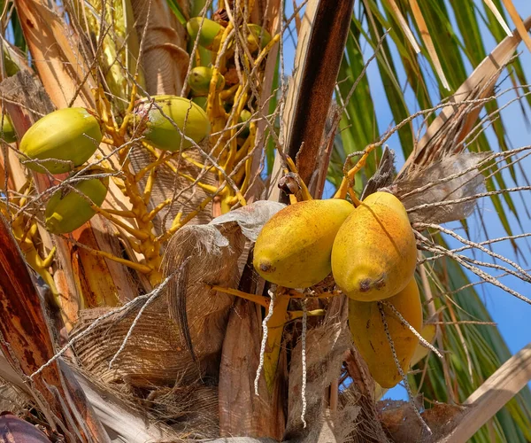 Egzotikus Papaya Gyümölcs Termesztés Fák Palma Szigetén Kanári Szigetek Spanyolországban — Stock Fotó