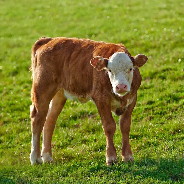 農園の牧場に一人で立っている牛がいる 遠隔地の農地や農業地帯の緑の草に対して隔離された1つの毛深い動物 自由な範囲の牛を育てること 草によって与えられる日記の農業の企業 — ストック写真