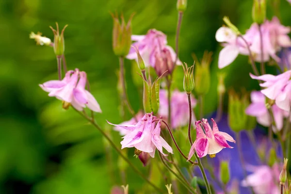 Aquilegia Beautiful Garden Flower — Stock Photo, Image