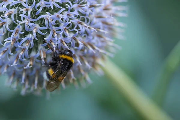 Large bumble bee on a thistle. Purple flower Echinops sphaerocephalus. Blue great globe thistle or pale purple flowering plant. Bumble bee and Perfect attracting pollinator blossoming flower