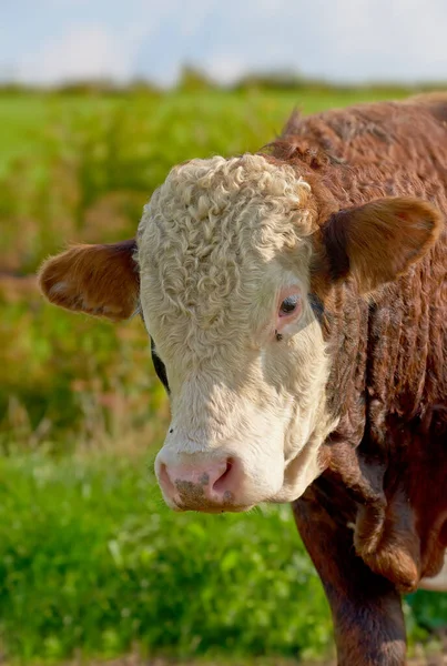 Una Vaca Herford Parada Sola Pasto Granja Retrato Animal Peludo —  Fotos de Stock