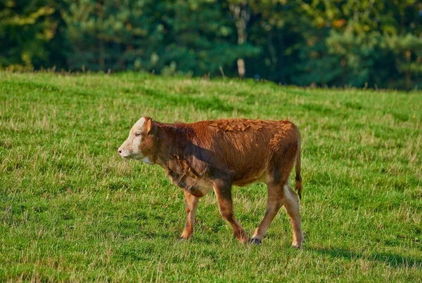 Eine Hereford Kuh Steht Allein Auf Der Weide Ein Haariges — Stockfoto