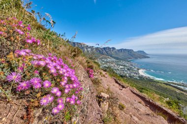 Purple fynbos flowers blossoming and blooming on a famous tourism hiking trail on Table Mountain National Park in Cape Town, South Africa. Plant life growing and flowering in nature reserve abroad. clipart