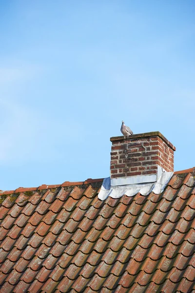 Bird Sitting Nest Red Brick Chimney Slate Roof House Building — Stock Photo, Image