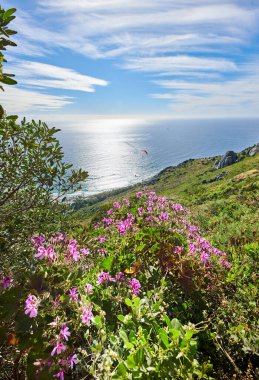 Durgun bir deniz ve bulutlu mavi ufuk karşısında canlı malva çiçekleri ve yeşillikle dolu bir dağ manzarasından sakin bir okyanus manzarası. Yazın Güney Afrika 'da kopyalanmış doğa yürüyüş parkurları.