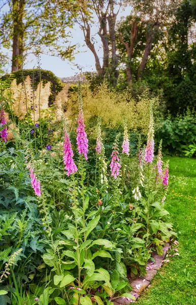 Yüksükotu Çiçekleri Yazın Botanik Veya Bahçesinde Yetişir Pembe Dijitalis Purpurea — Stok fotoğraf