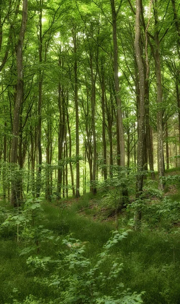 Luonnonvaraiset Puut Kasvavat Metsässä Vihreiden Kasvien Pensaiden Kanssa Scenic Maisema — kuvapankkivalokuva