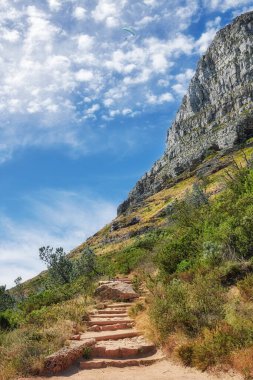 Yeşillik ve bitkilerle dolu doğa manzaralı bir yürüyüş yolu. Mavi gökyüzüne karşı kopyalanmış bir yer. Cape Town 'daki bir Ulusal Park' ta, Aslan Başı ve Masa Dağı 'nda, dağa çıkan yürüyüş izleri.