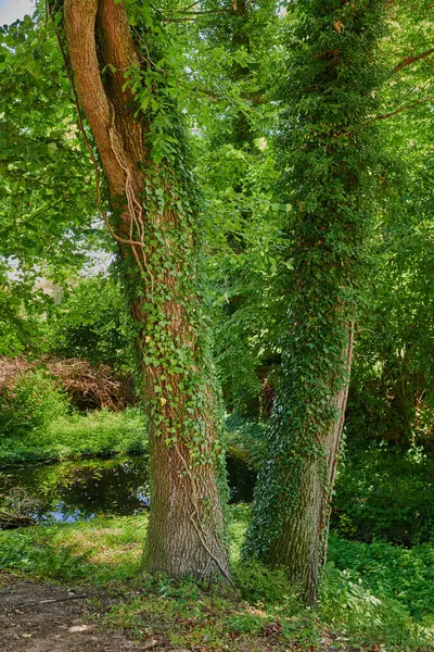 Metsä Jonka Korkeat Puut Ovat Rehevien Vihreiden Lehtien Peitossa Aurinkoisena — kuvapankkivalokuva