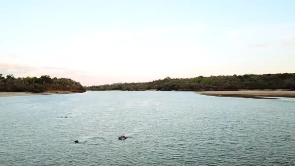 大自然 湖水和无人驾驶飞机与河马 沙滩和沼泽景观的旅行 非洲狩猎或冒险 农村景观 环境中的动物和度假地点 — 图库视频影像