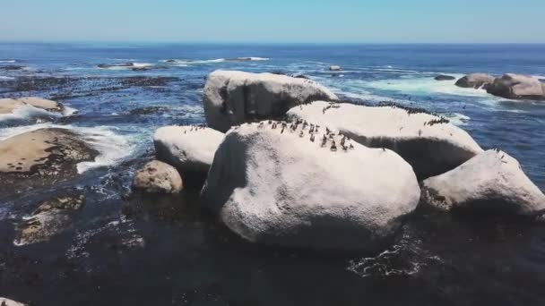 Ocean Skała Krajobraz Pingwinem Przyrodzie Zwierzęta Lub Ptaki Głazie Morzu — Wideo stockowe