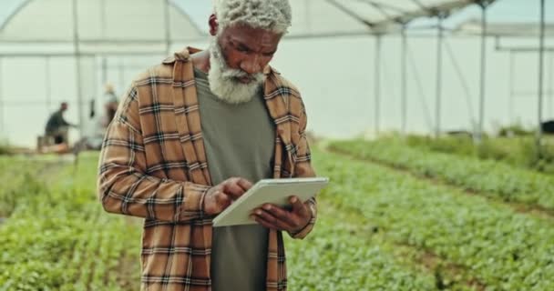 Man Farming Tablet Greenhouse Agriculture Inspection Plants Sustainability Senior African — Stock Video