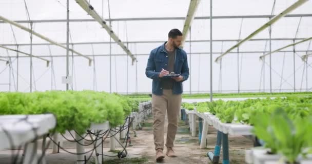 野菜の健康のための温室の植物の男 クリップボードそして点検 農業における将来の成長のための品質保証の文書のための男性農家 マネージャーまたは労働者 — ストック動画