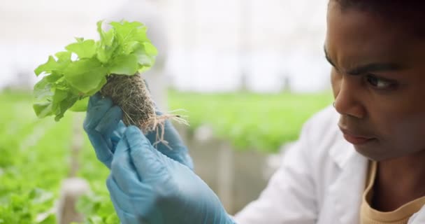 Planten Duurzame Vrouwelijke Wetenschapper Een Kas Die Onderzoek Doet Plantkunde — Stockvideo