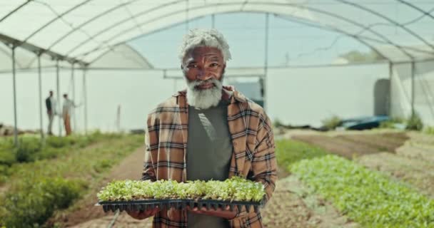 ハッピーシニアブラックマン 農業は温室農業 あるいは作物を収穫する アフリカの成熟した男性の肖像画 農地の新鮮な農産物や自然の持続可能性で笑顔 — ストック動画