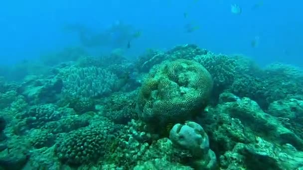 水肺潜水 人和珊瑚礁与鱼一起在海里探险 度假或潜水的经历 潜水和旅行以寻找自然景观 度假或海底发现 — 图库视频影像