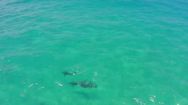 Drone Dolphins Swimming Ocean Travel Holiday Vacation Hawaii Summer Aerial — Stock Video