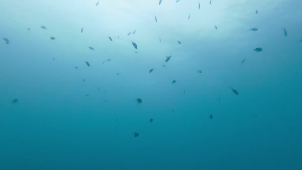 Φύση Μπλε Και Ψάρια Που Κολυμπούν Μαζί Στον Ωκεανό Στο — Αρχείο Βίντεο