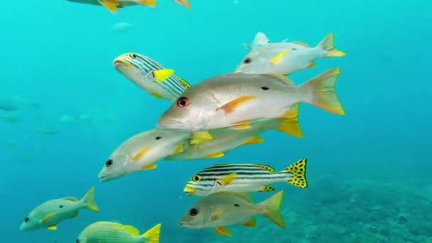 Ψάρια Κοραλλιογενείς Ύφαλοι Και Κολύμπι Στη Φύση Υποβρύχια Και Άγρια — Αρχείο Βίντεο