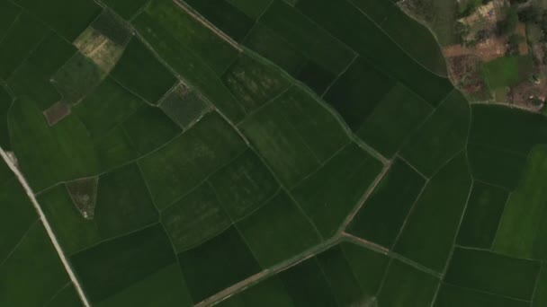 Fazenda Campo Drone Paisagem Com Grama Agricultura Prado Verde Com — Vídeo de Stock