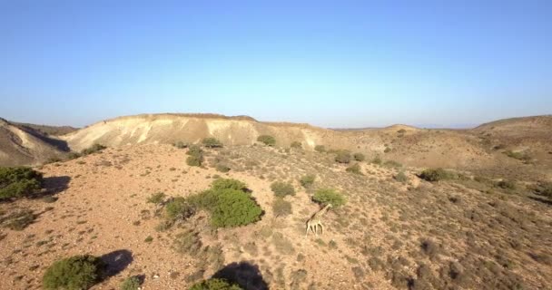 Desert Giraff Och Flygutsikt Med Drönare Afrika Med Landskap Och — Stockvideo