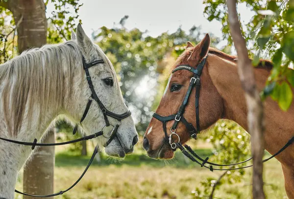Horses Noses Animal Affection Nature Equestrian Game Park Care Leisure — Stock Photo, Image