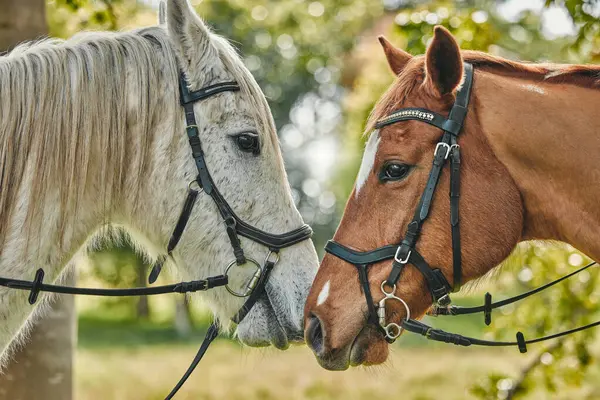 Pets, horses and nature on farm, field and closeup in woods or agriculture with health, wellness and peace. Natural, pasture and equestrian animals in forest, environment or farming countryside