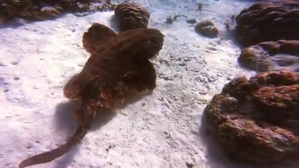 Φύση Γατόψαρα Στον Ωκεανό Και Κολύμπι Στον Κοραλλιογενή Ύφαλο Στο — Αρχείο Βίντεο