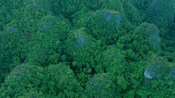 Ζούγκλα Δάση Και Drone Στη Φύση Δέντρα Στα Βουνά Περιβάλλον — Αρχείο Βίντεο