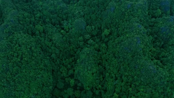 Bosques Árboles Drones Naturaleza Con Arbustos Medio Ambiente Paisaje Selva — Vídeo de stock
