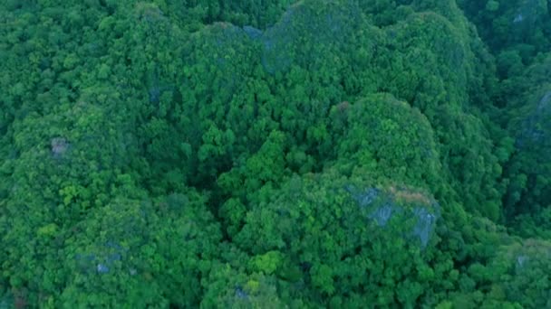 Δάσος Δέντρα Και Drone Στη Φύση Ζούγκλα Περιβάλλον Και Βουνά — Αρχείο Βίντεο