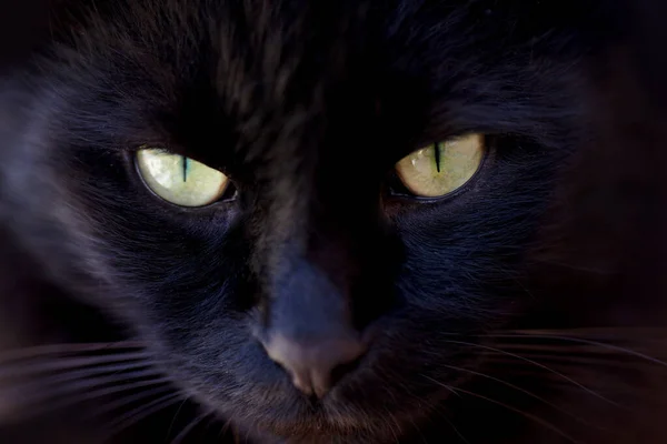 Portrait Superstition Eyes Black Cat Closeup Bad Luck Symbol Spooky — Stock Photo, Image