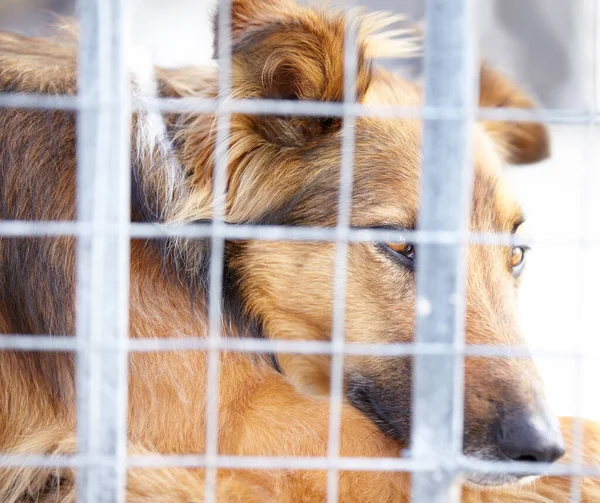Abrigo Animais Gaiola Cão Triste Santuário Espera Adoção Acolhimento Resgate — Fotografia de Stock