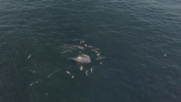 Golfinho Animal Drone Oceano Para Viagens Férias Animais Férias Verão — Vídeo de Stock