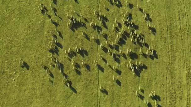 Drone Ovelhas Gado Fazenda Grama Carne Indústria Leite Natureza Agricultura — Vídeo de Stock