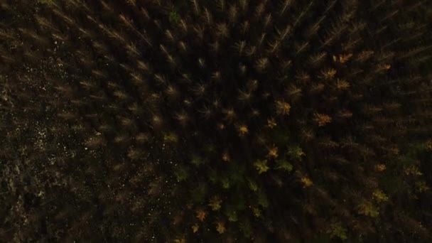 Лісові Дерева Природа Дрон Горою Тропічні Ліси Подорожі Джунглях Подорожами — стокове відео