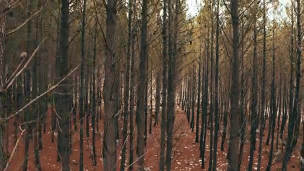 秋のケープタウンの季節の変化のために森の枝とドローン トランク 新鮮な空気 または冒険 ハイキング リラックスのための植物が付いている空中眺め 田舎および自然 — ストック動画