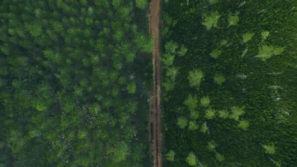 Lesní Stromy Příroda Dron Travnatou Stezkou Deštný Prales Stezka Džungli — Stock video