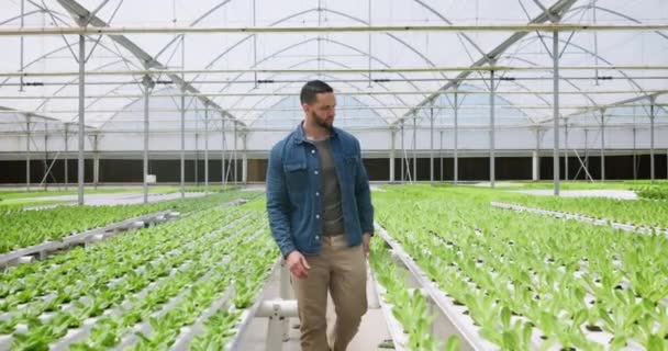 Jordbrukare Plantskola Och Människa Trädgård Växthus Och Hållbart Jordbruk För — Stockvideo