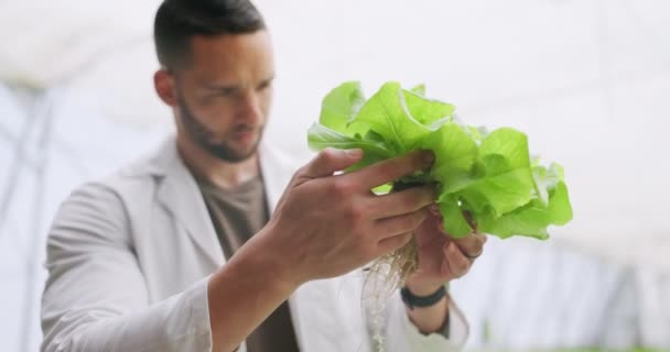 농장에서 온실에서 수확을위한 검사를위한 유기농 농산물의 가능한 성장을위한 야채의 과학자 — 비디오