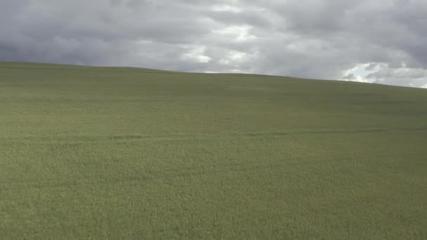 Campo Campo Grama Agricultura Drone Prado Terras Agrícolas Pasto Céu — Vídeo de Stock