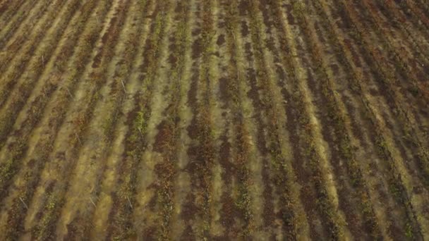 Wzrost Gospodarstw Rolnych Rolnictwo Drony Obszarach Wiejskich Uprawy Zielone Pola — Wideo stockowe
