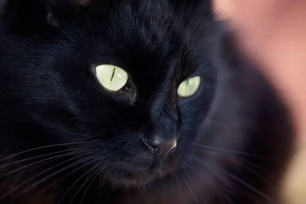 Cara Superstición Mala Suerte Primer Plano Gato Negro Con Ojos —  Fotos de Stock