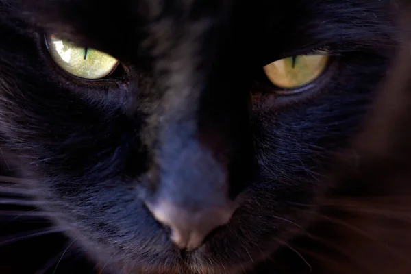 Closeup Portrait Black Cat Serious Face Animal View Sppoky Green — Stock Photo, Image
