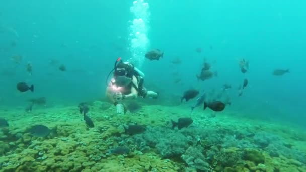 Fényképezőgép Hal Óceánban Személy Búvárkodás Raja Ampat Buborékok Ökológia Trópusi — Stock videók